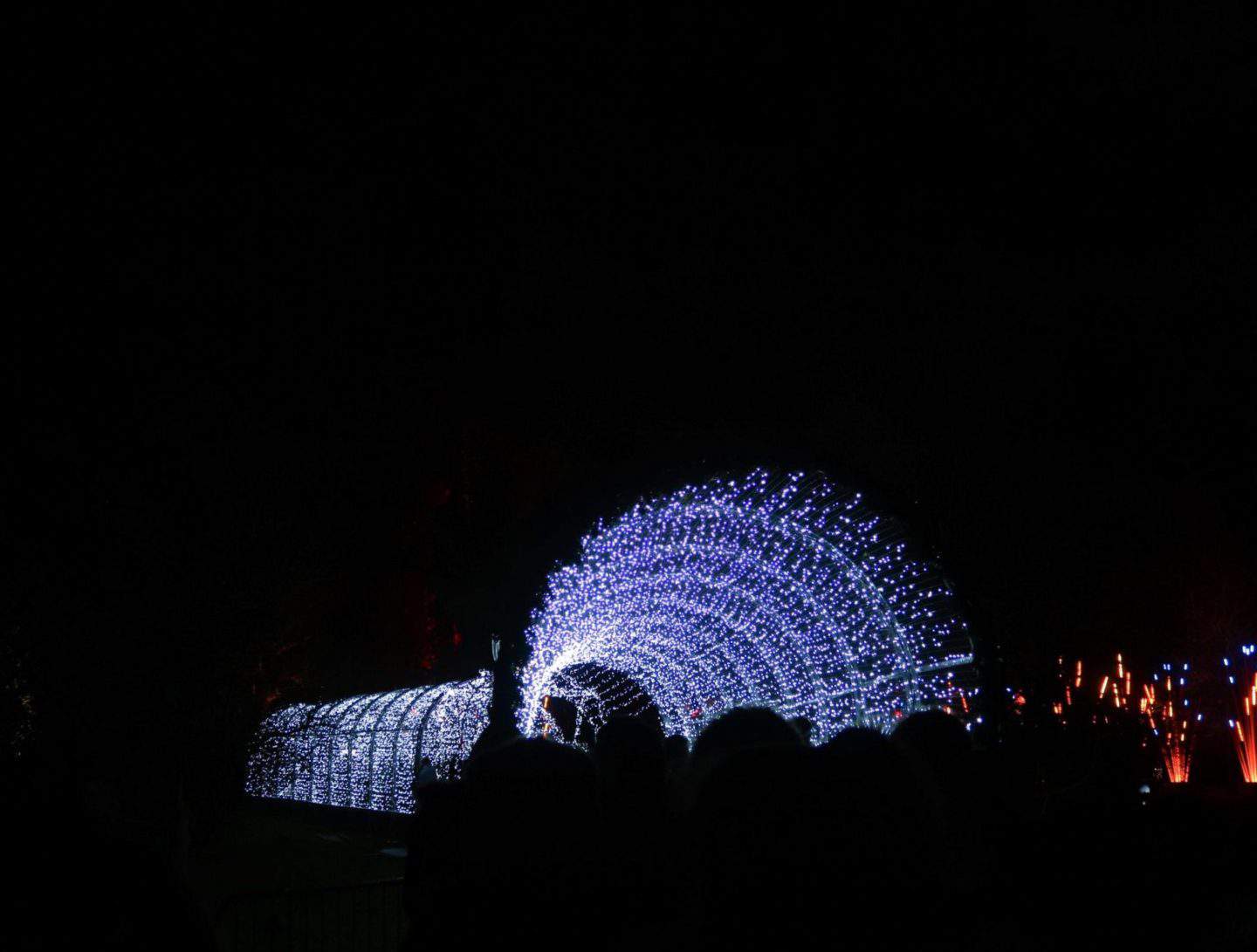 kew gardens at christmas light display