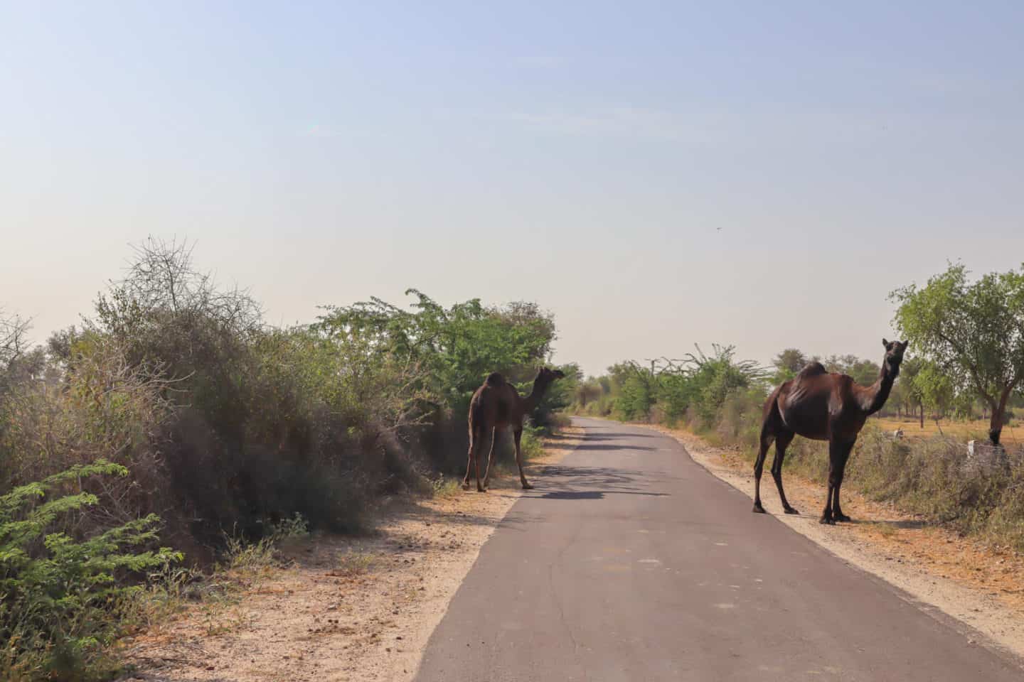 black camels on road | things to do in Pushkar