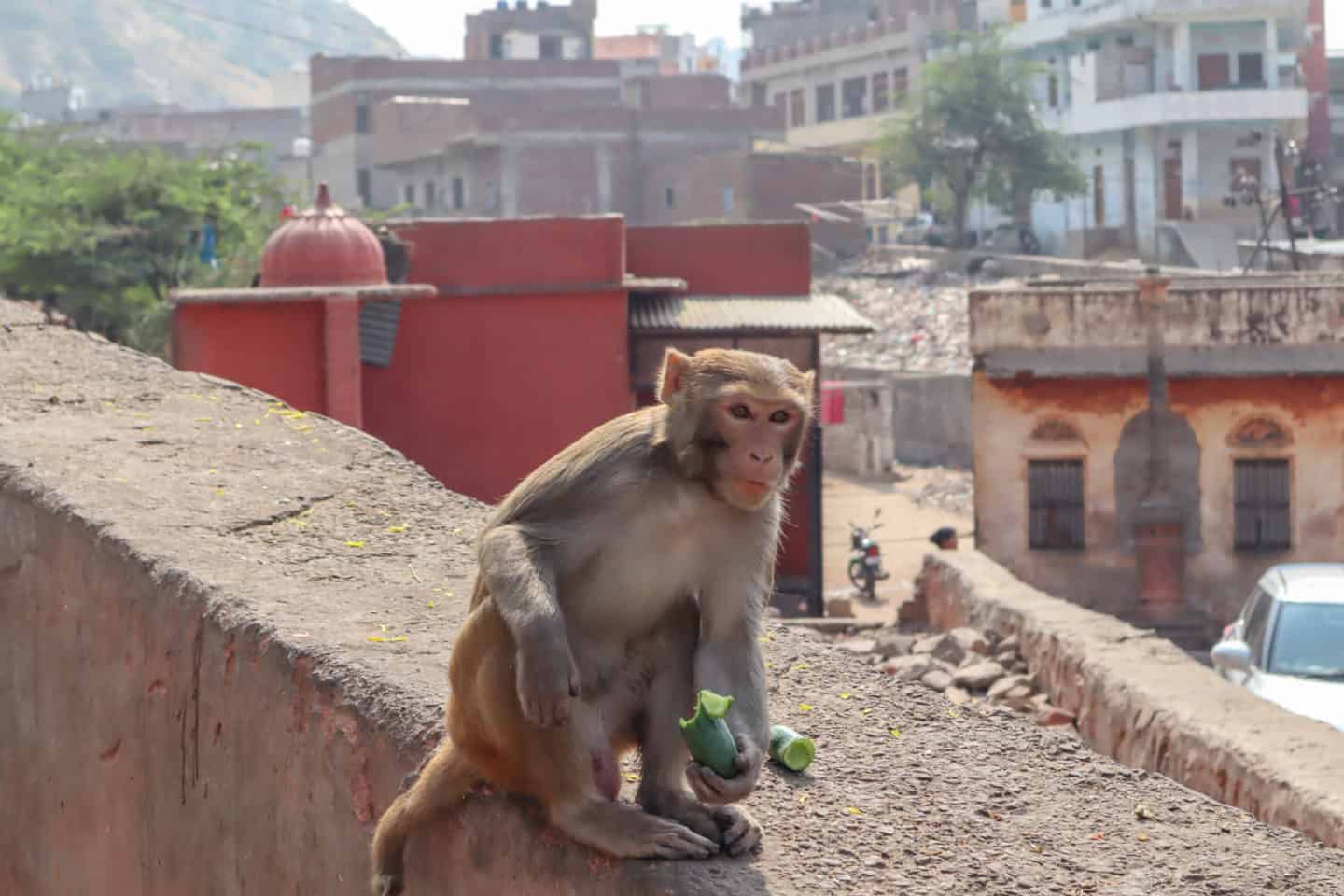 best places to see in Jaipur Monkey Temple