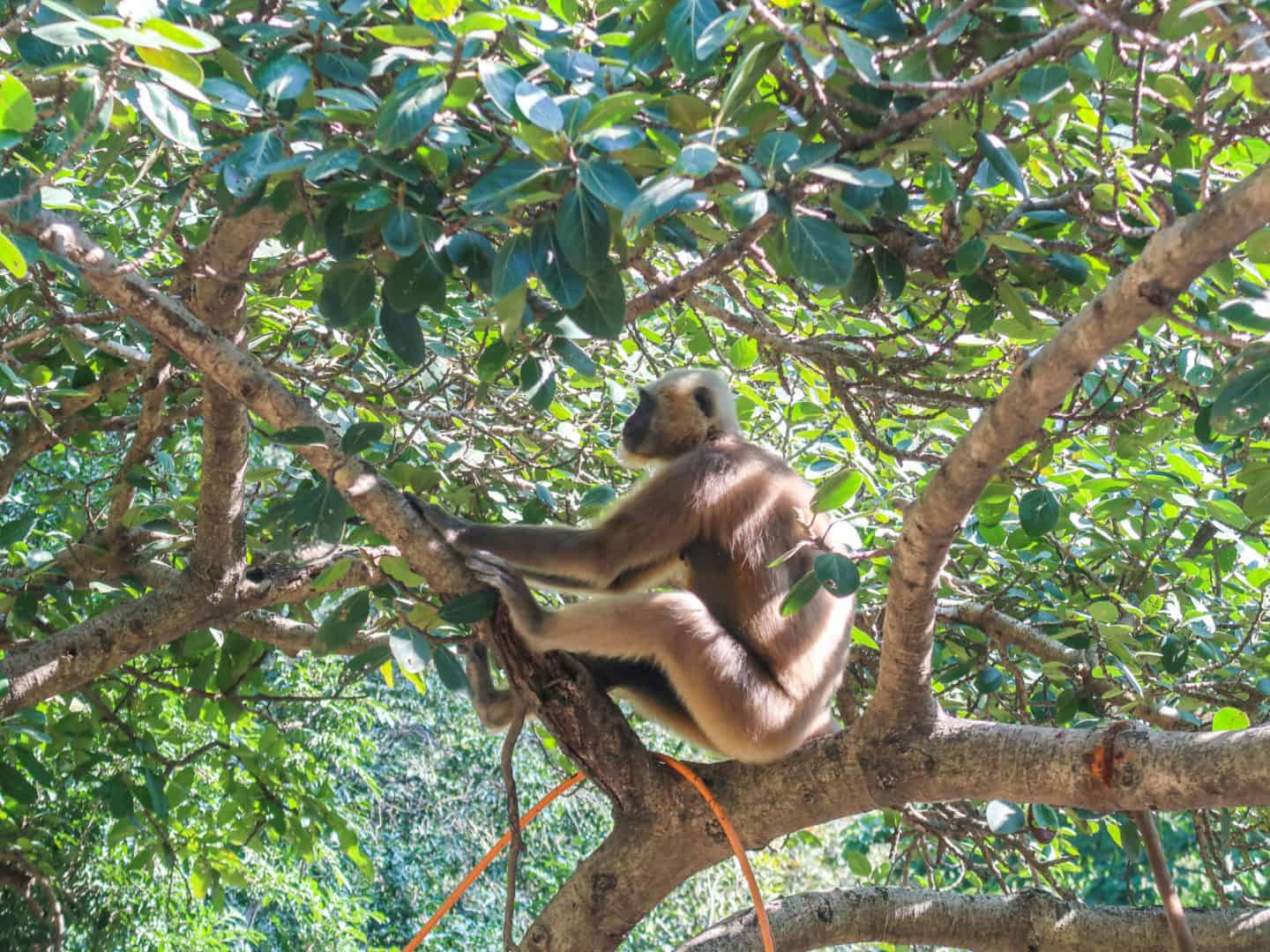 Rishikesh Travel Guide monkeys 