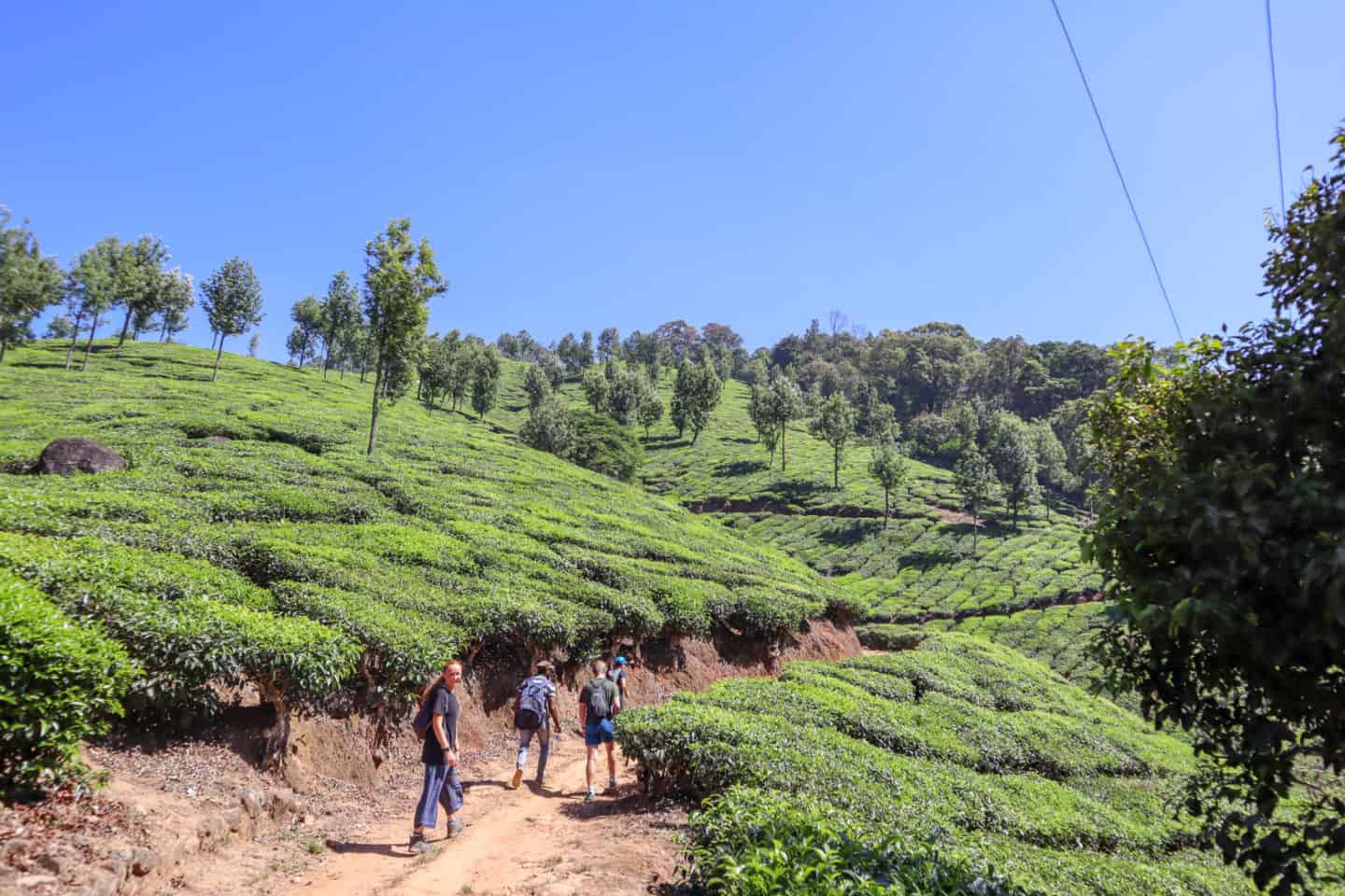 Hiking in Munnar Tea Plantations