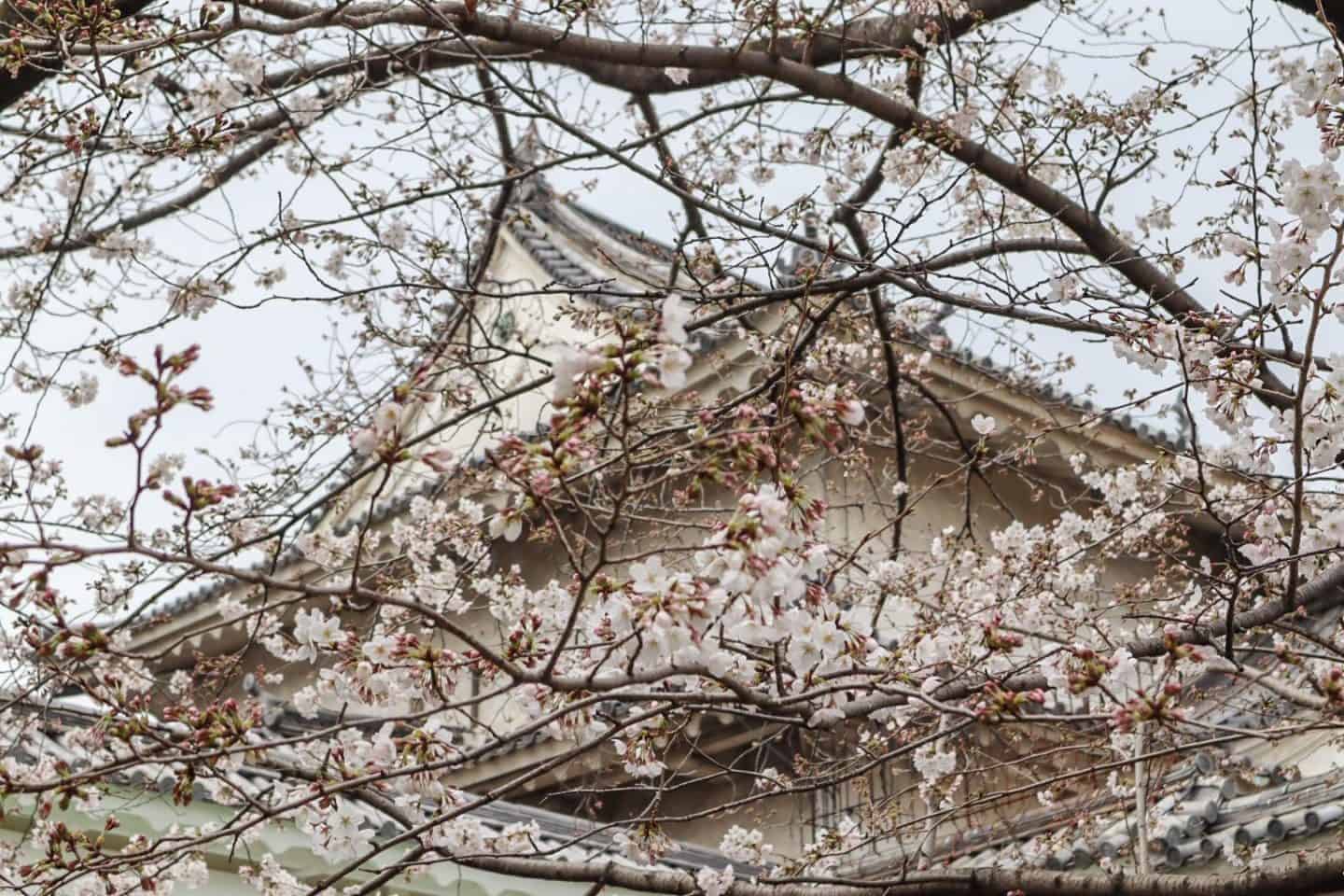 Osaka Castle Cherry Blossom in Spring