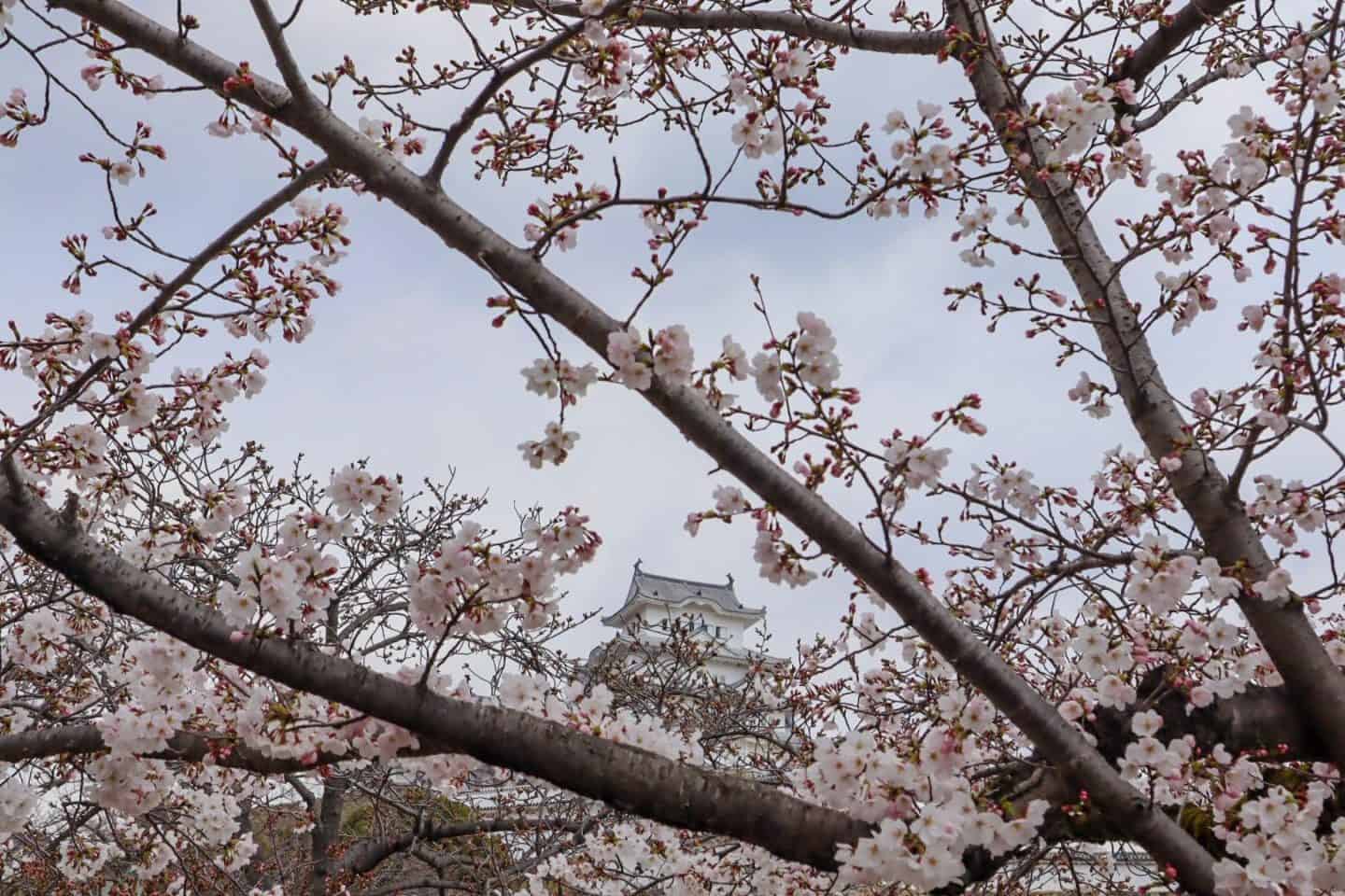 Himeji day trip, Visiting Himeji Castle Cherry Blossom