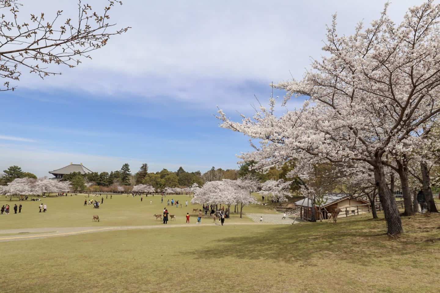 Nara park Cherry Blossoms