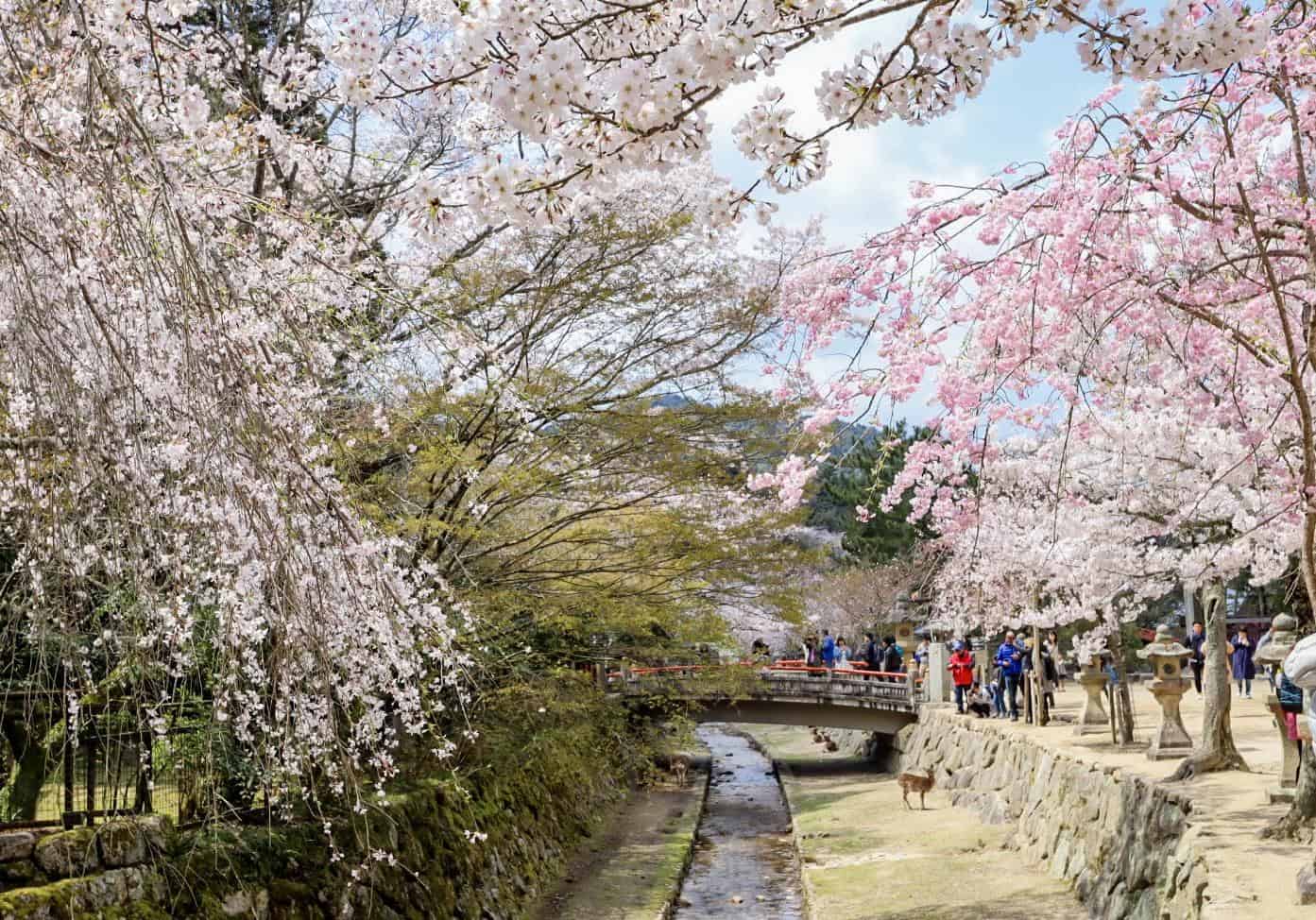 Miyajima island cherry blossoms