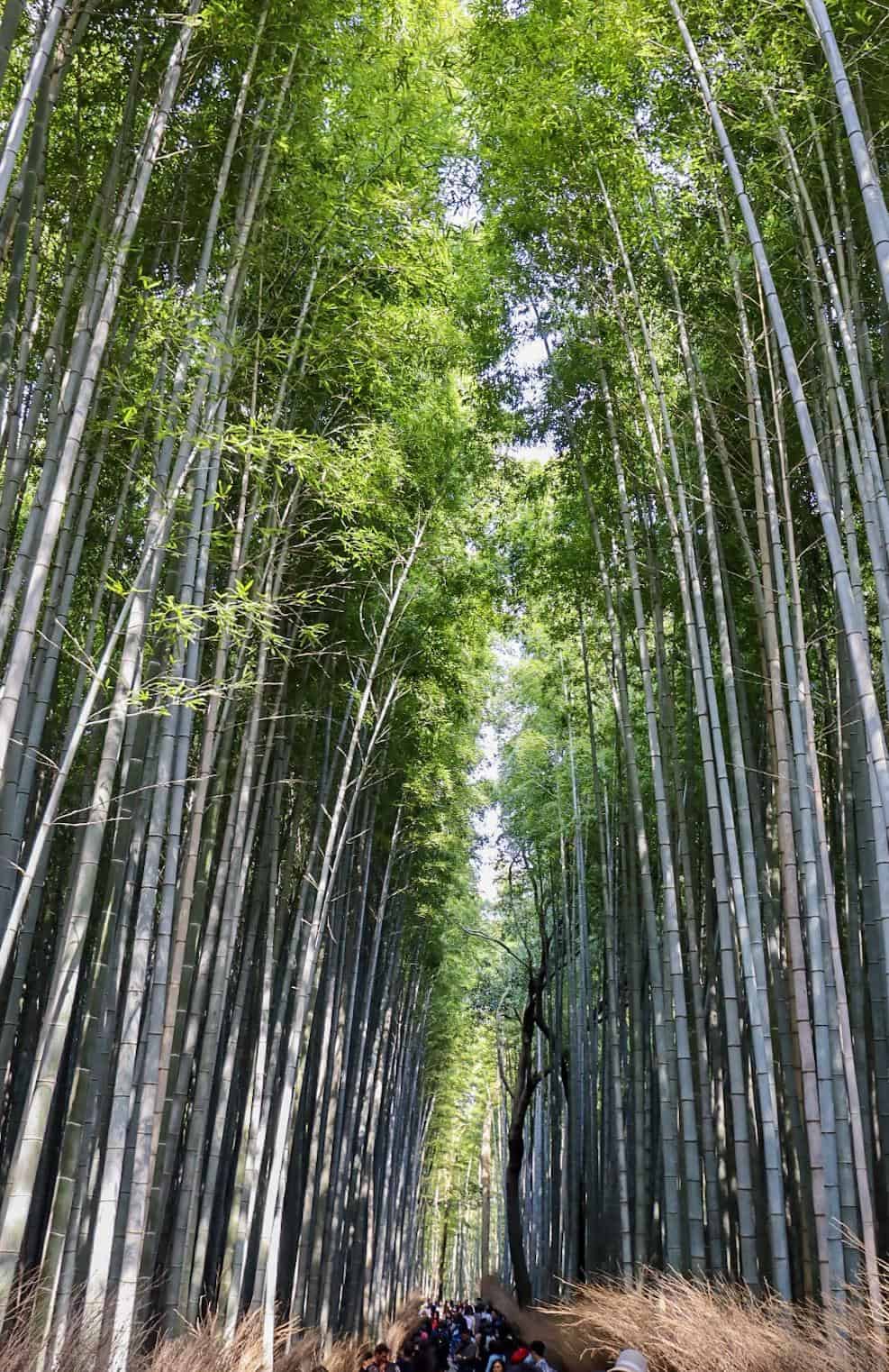 Kyoto 1 Day Itinerary, Bamboo Forest