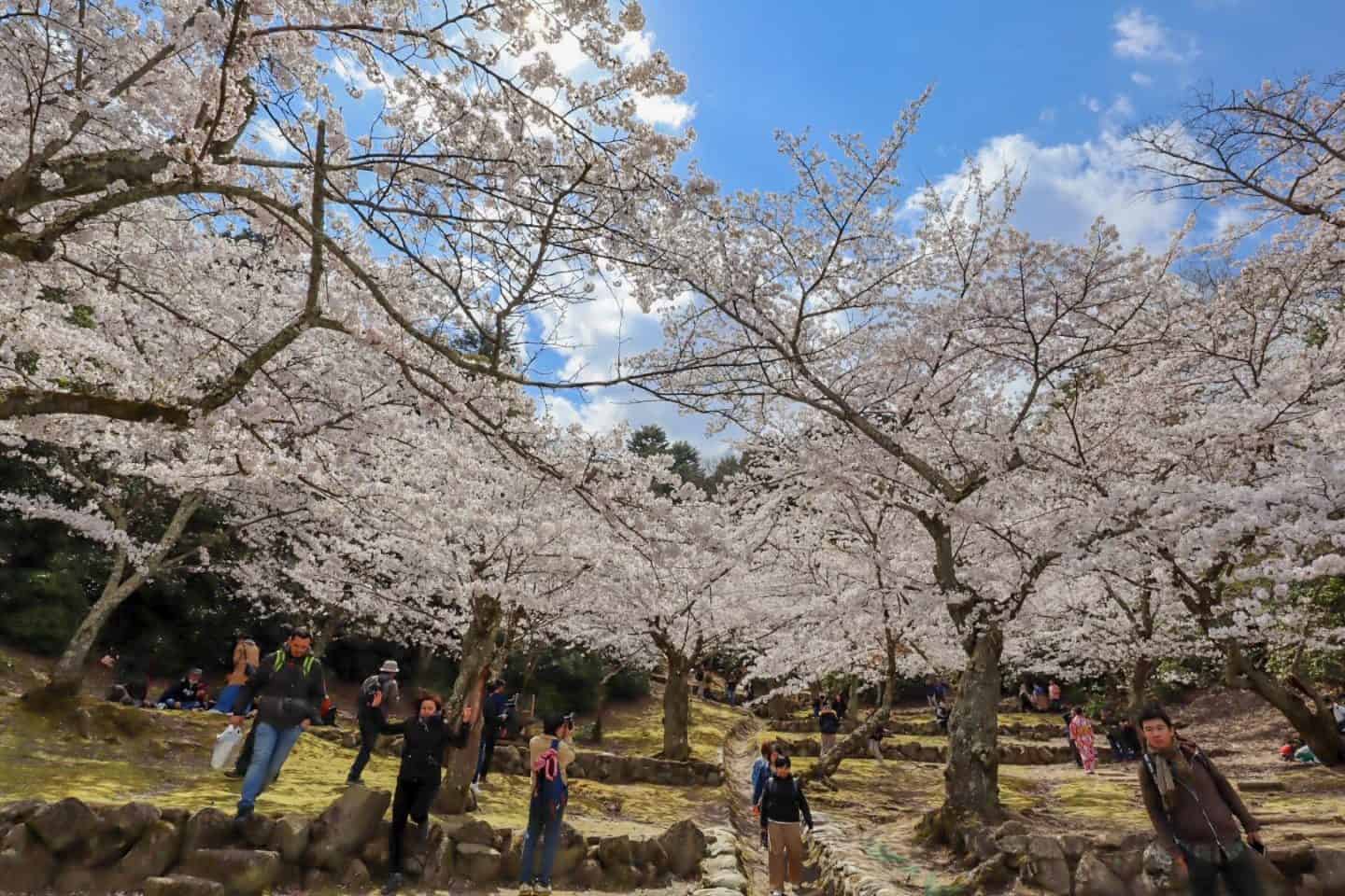 Miyajima island cherry blossoms
