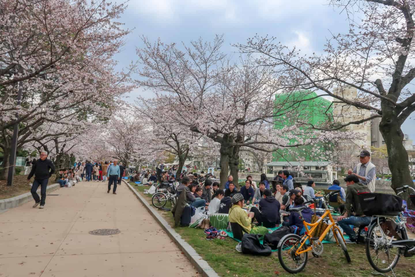hiroshima peace park cherry blossom
