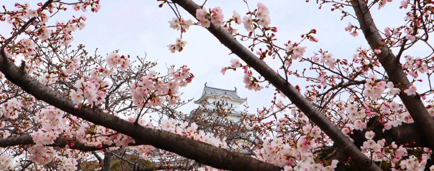 visiting Japan in Cherry Blossom Season