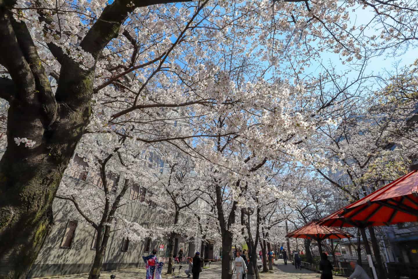 gion kyoto cherry blossom