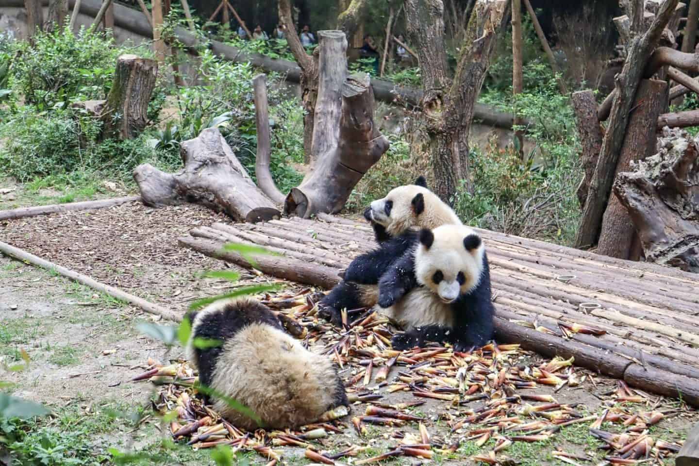 backpacking China, Chengdu Panda Research Centre