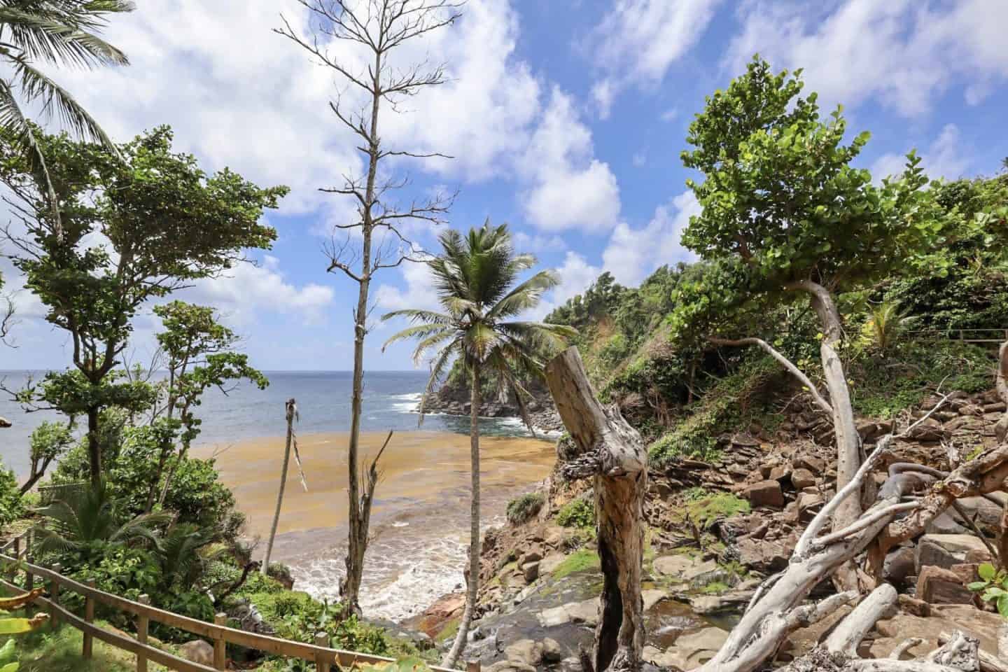 dominica day tours, kalinago territory beach and trees dominica