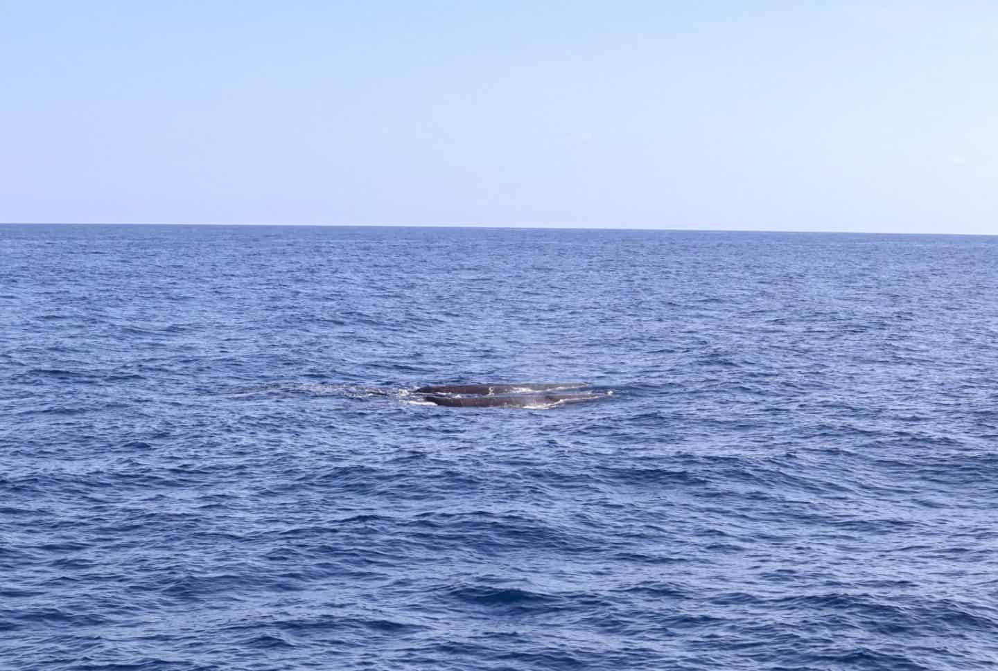 dominica travel guide, 3 sperm whales in Dominica