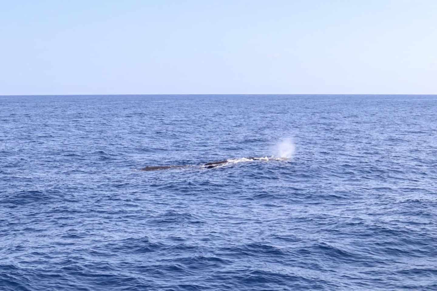 things to do in Dominica, Dive Dominica Whale Watching Tour seeing Sperm Whales