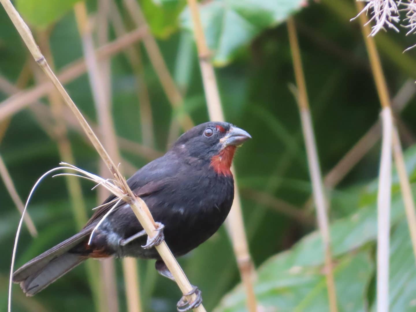 things to do in dominica, bird in Syndicate nature trail dominica