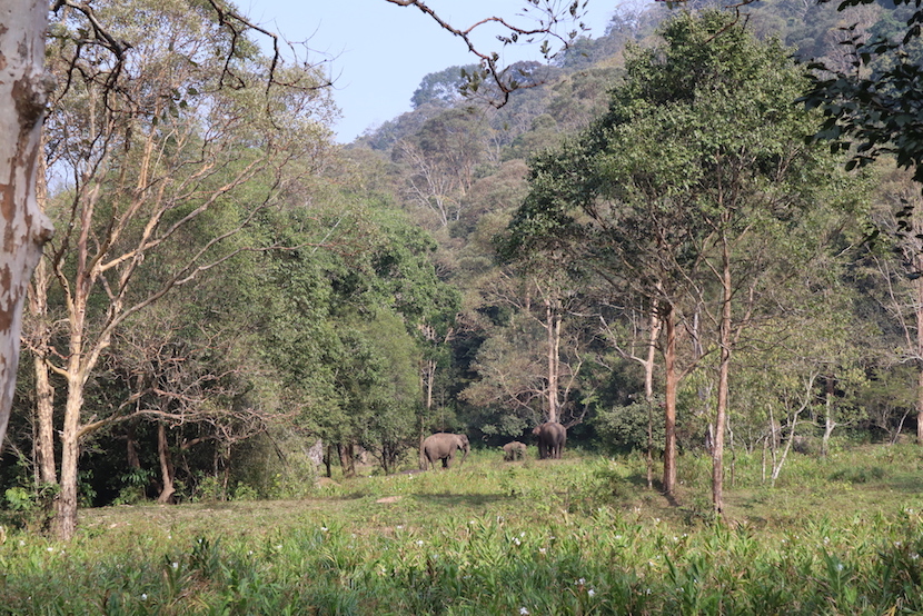 wild elephants in Thekkady National Park | best places to visit in India