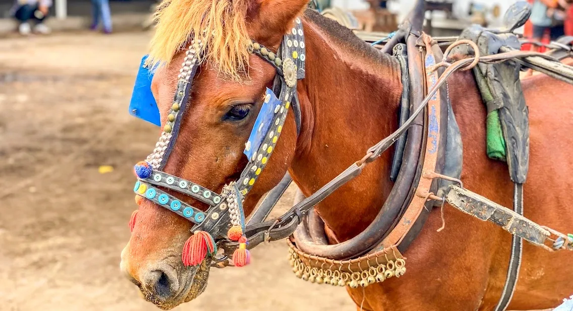 Gili T Horses