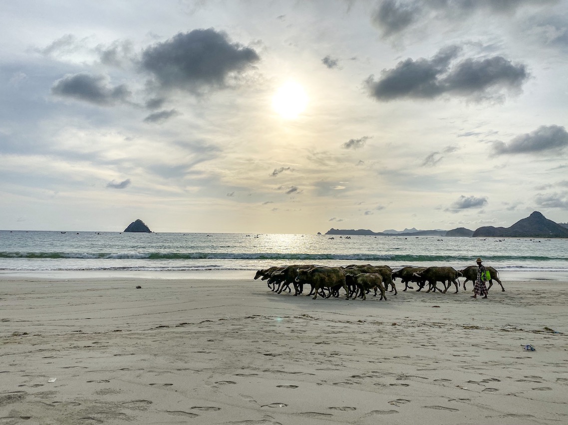 Lombok itinerary, water buffalo on Selong Belank Beach