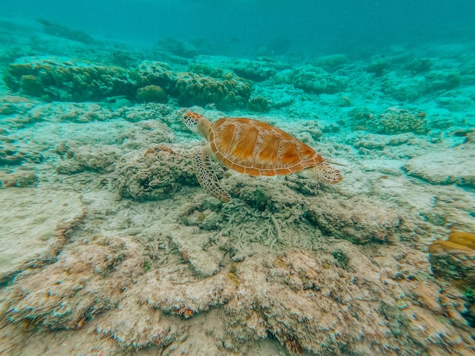 Gili Trawangan itinerary, turtle snorkelling Gili T