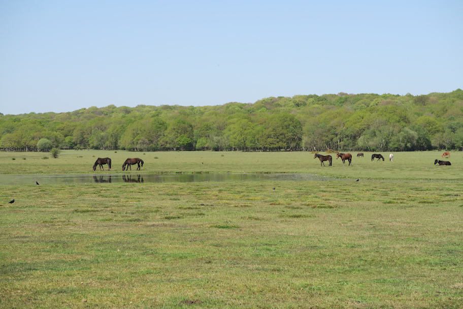 New Forest National Park Field with ponies and blue sky | New Forest day trip from London by train