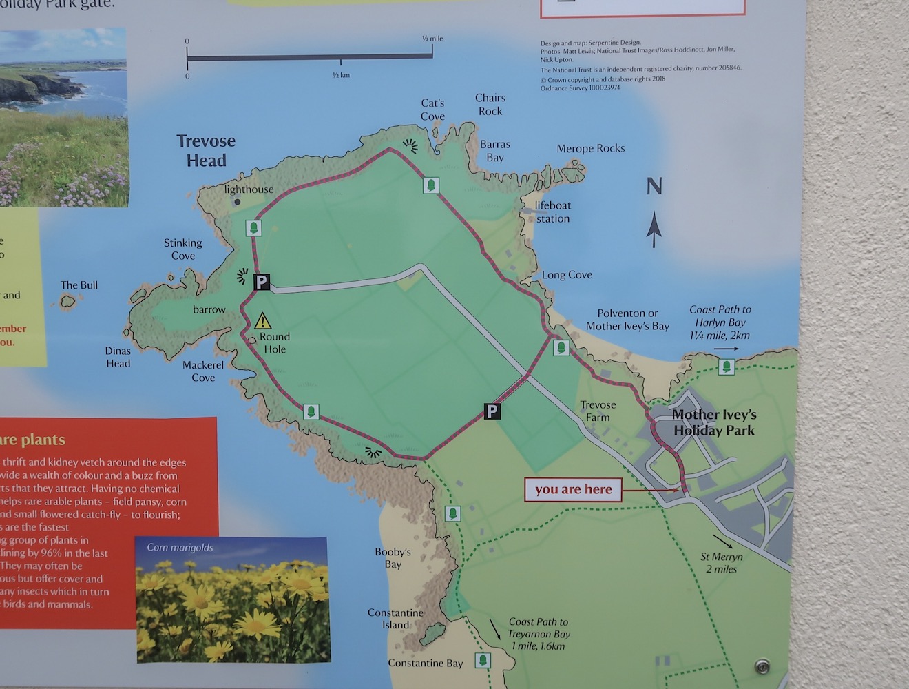 Things to do in Padstow Cornwall, Mother Iveys Bay Walk