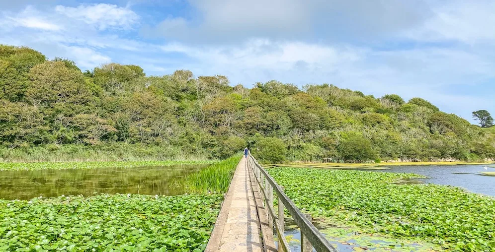 Bosherston Lilly Ponds