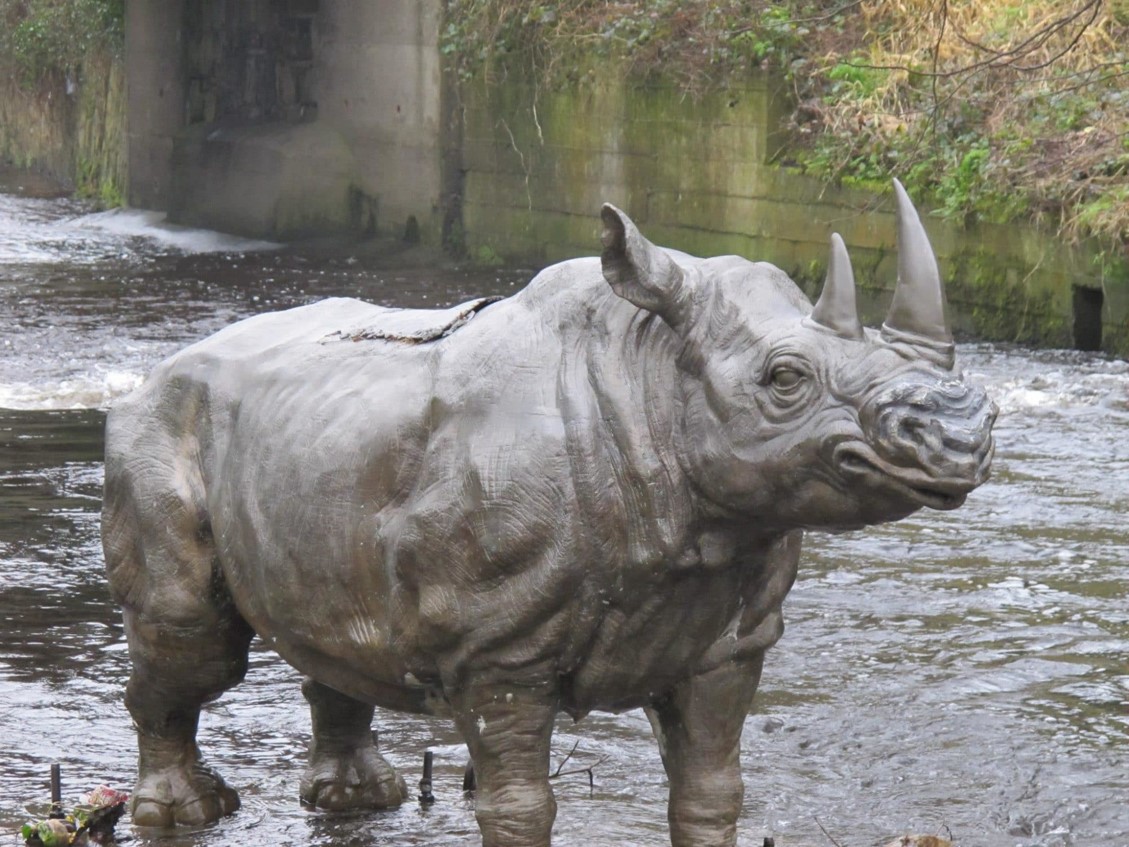 hidden gems in Dublin, Dodder Rhino Dublin
