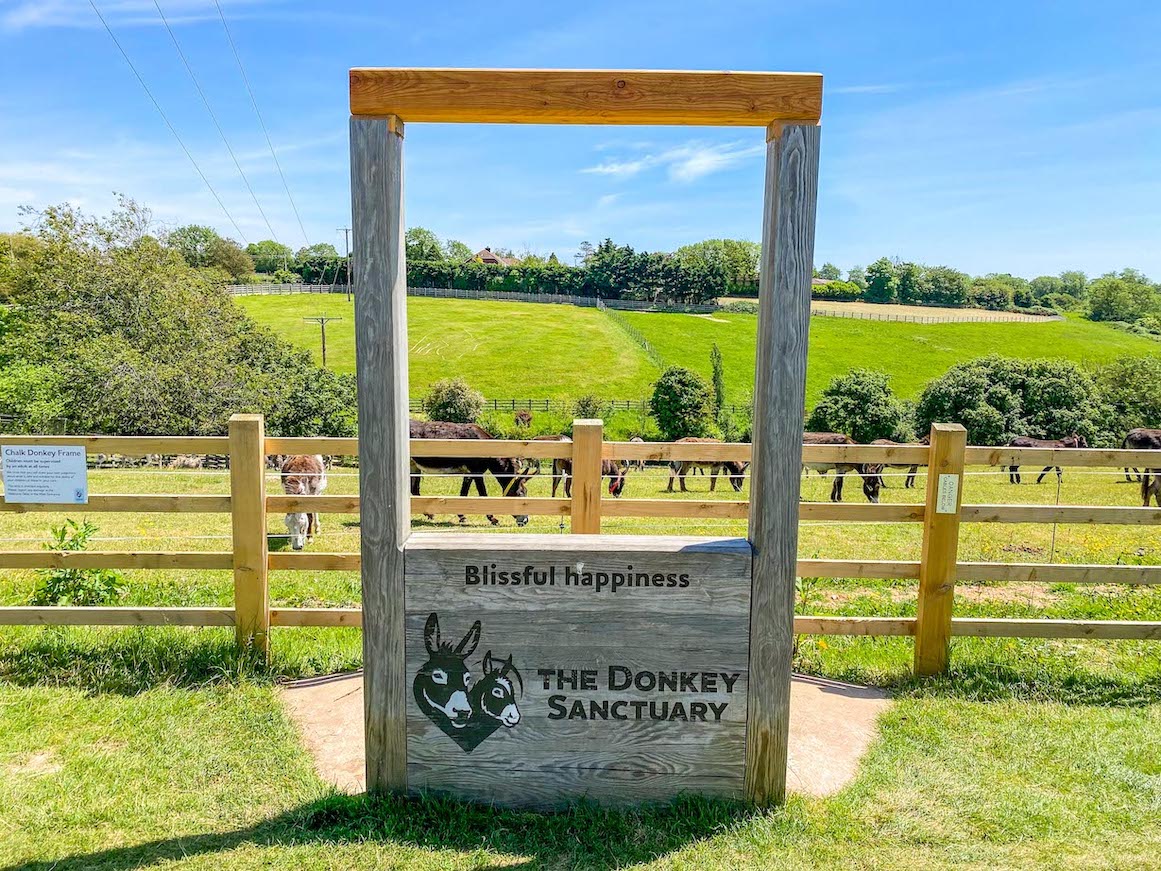 Things to do near Lyme Regis, Sidmouth Donkey Sanctuary