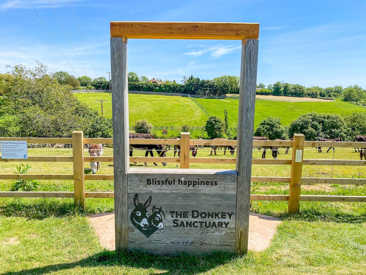 Sidmouth Donkey Sanctuary near Royal Oak Farm Devon