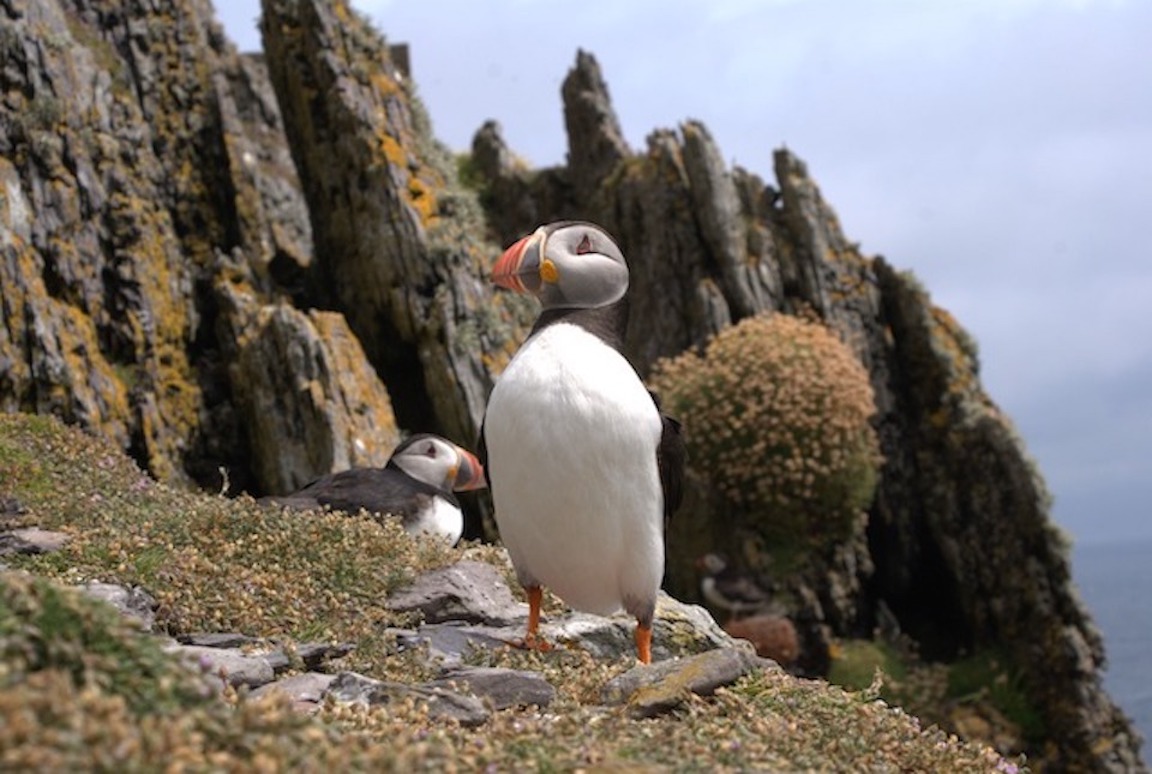 Wild Atlantic Way Route, Skellig Michael Puffin