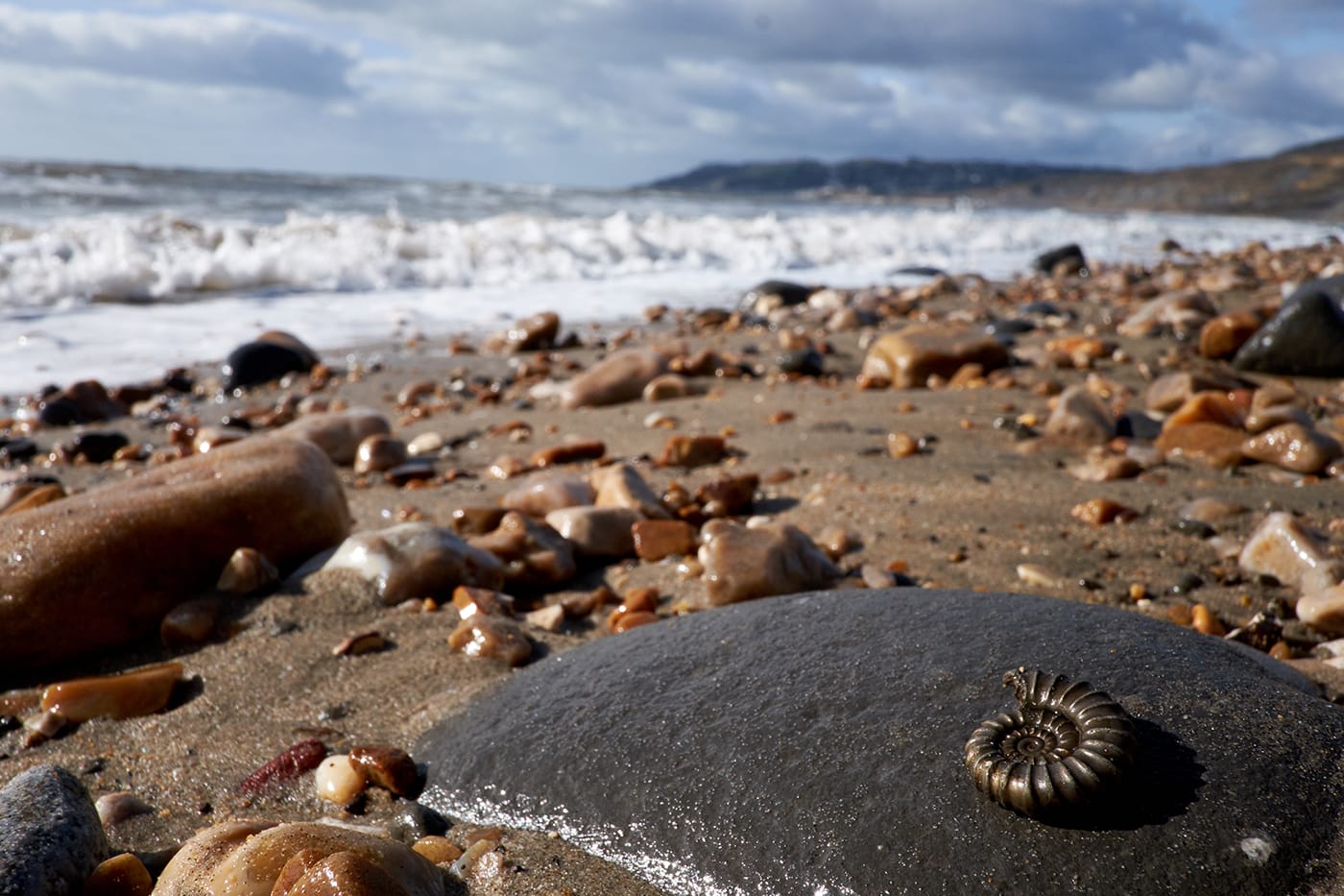 Things to do in Lyme Regis, Fossil Hunting