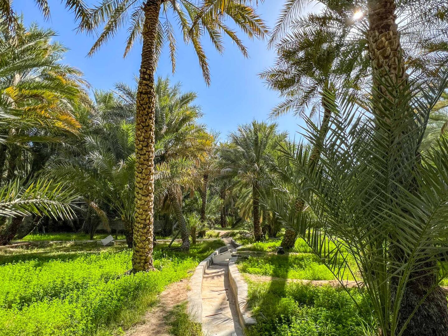 The Wandering Quinn Travel Blog things to do in Al Ain, Al Ain Oasis irrigation 