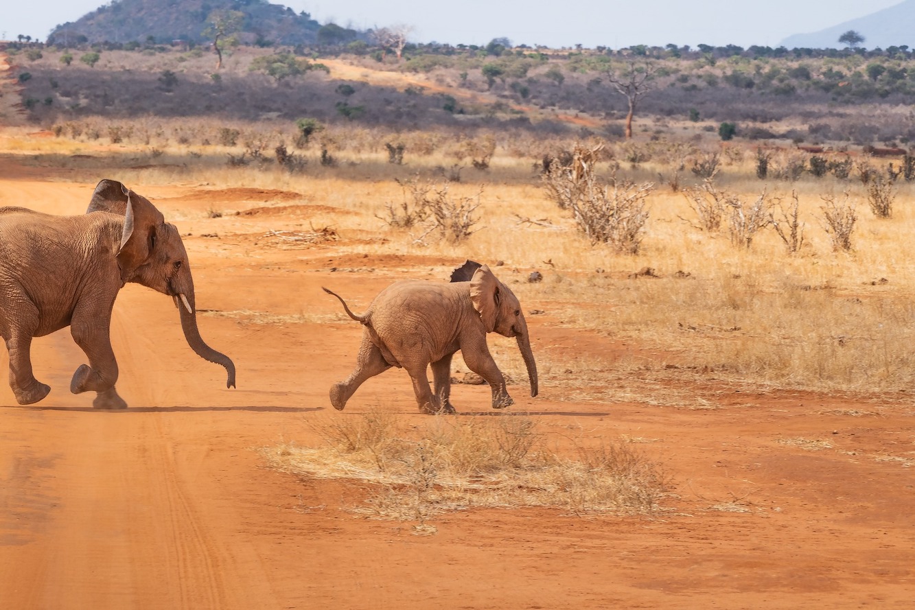  how to protect wildlife, baby elephant