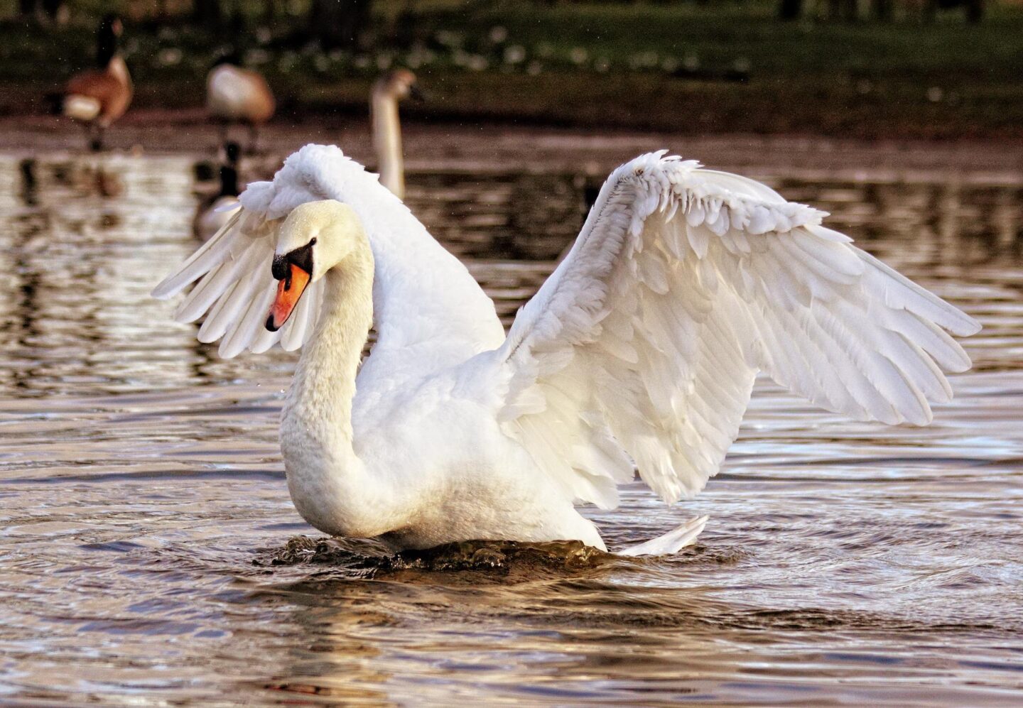  how to protect wildlife, Swan at park