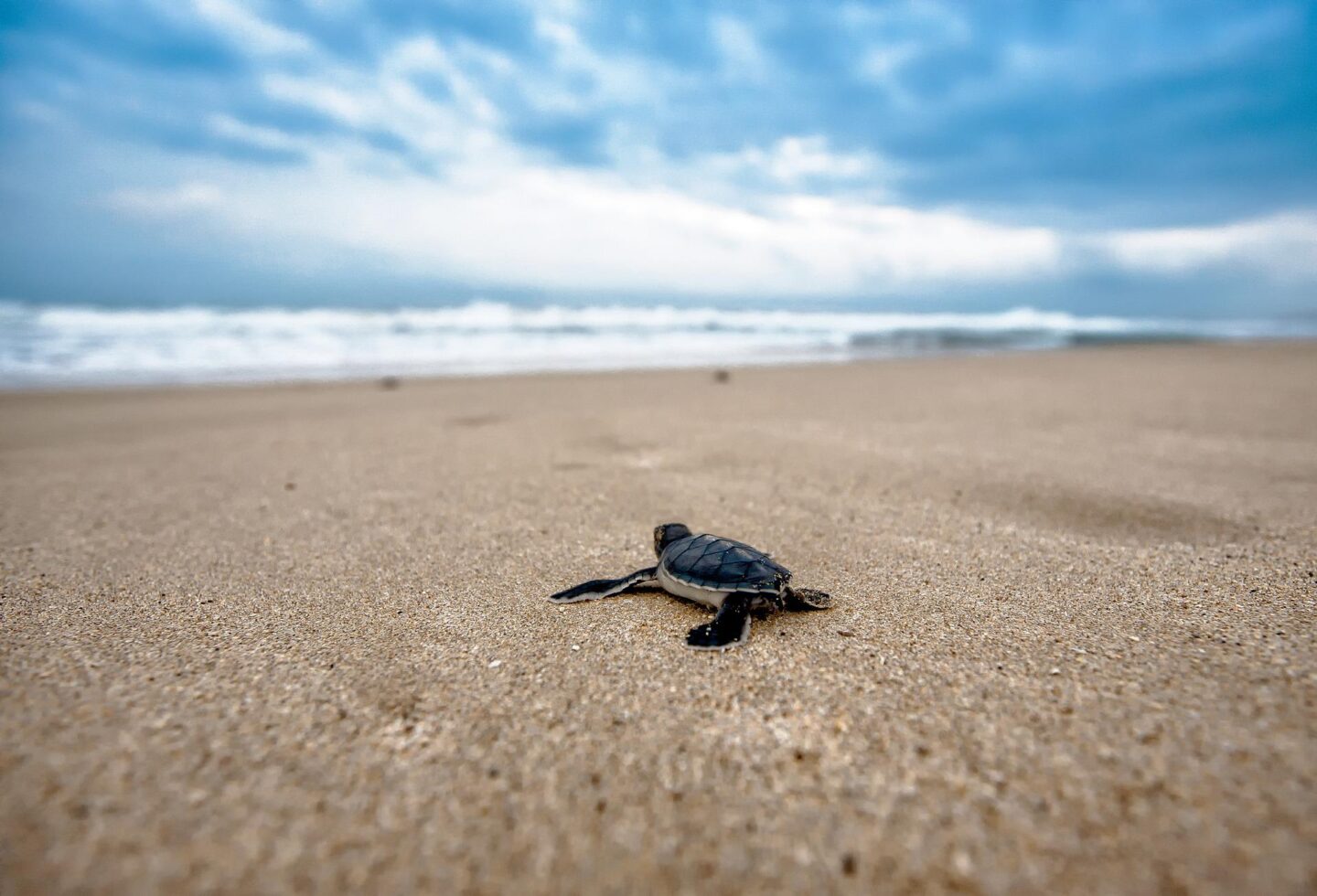 how to protect wildlife, sea turtle conservation in Mexico 