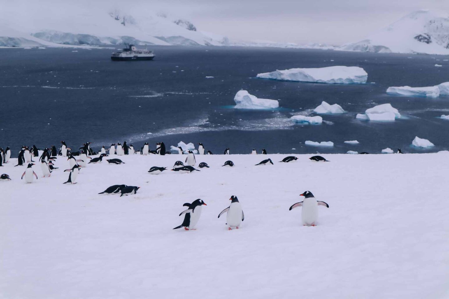 Antarctica in November, Best time to visit Antarctica, penguins on snow island