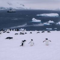 Antarctica in November, Best time to visit Antarctica, penguins on snow island