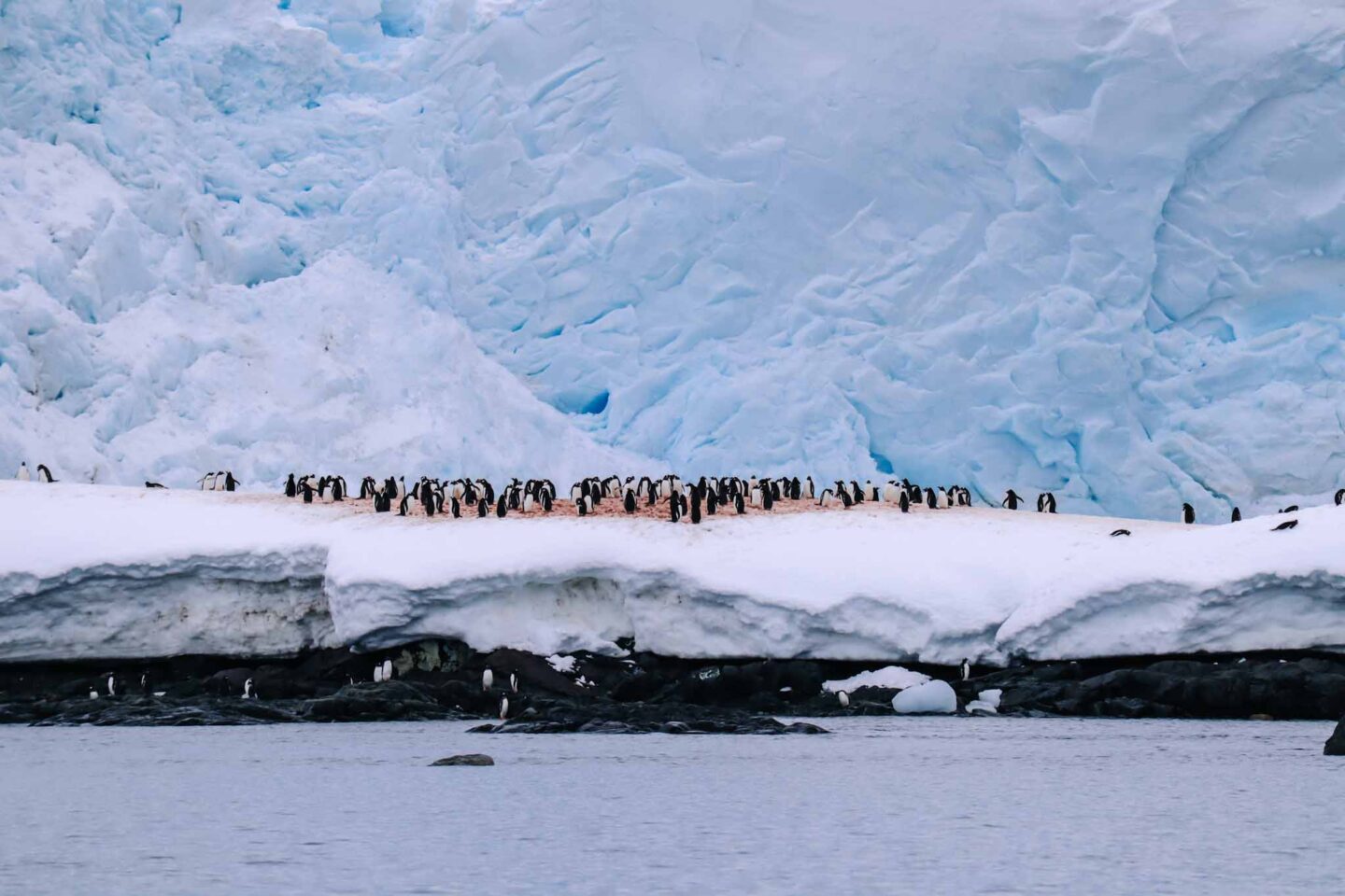 Antarctica in November, Best time to visit Antarctica, Penguins on snow surface
