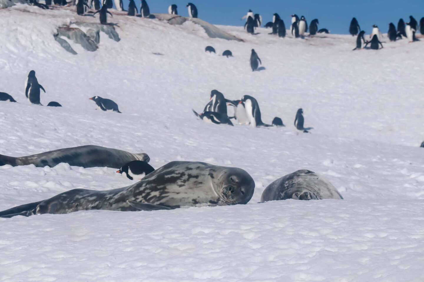 Antarctica in November, Best time to visit Antarctica, seals and penguins on the snow