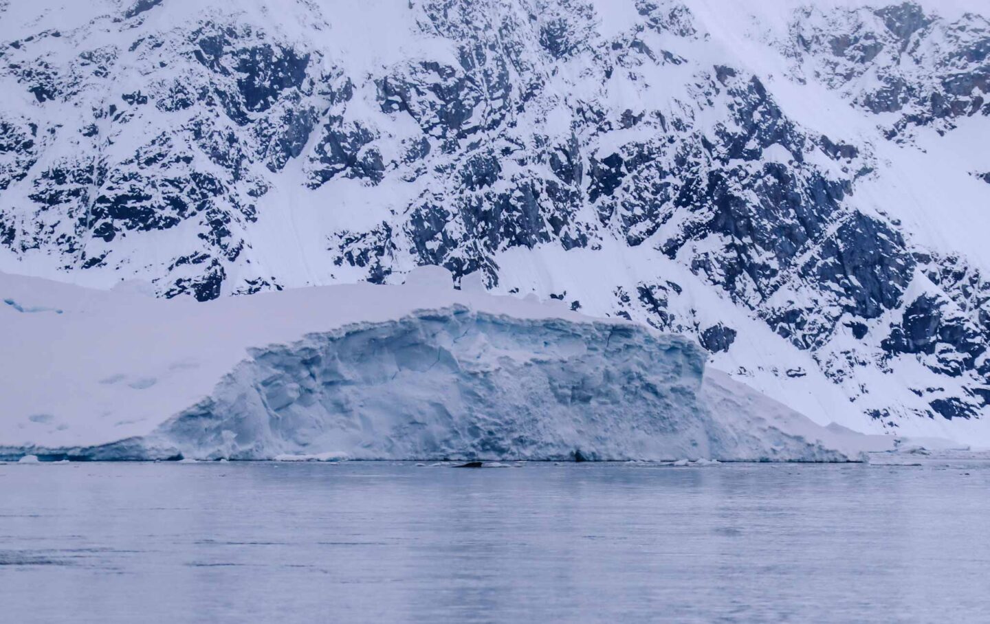 Antarctica in November, Best time to visit Antarctica, humpback whale fin in ocean