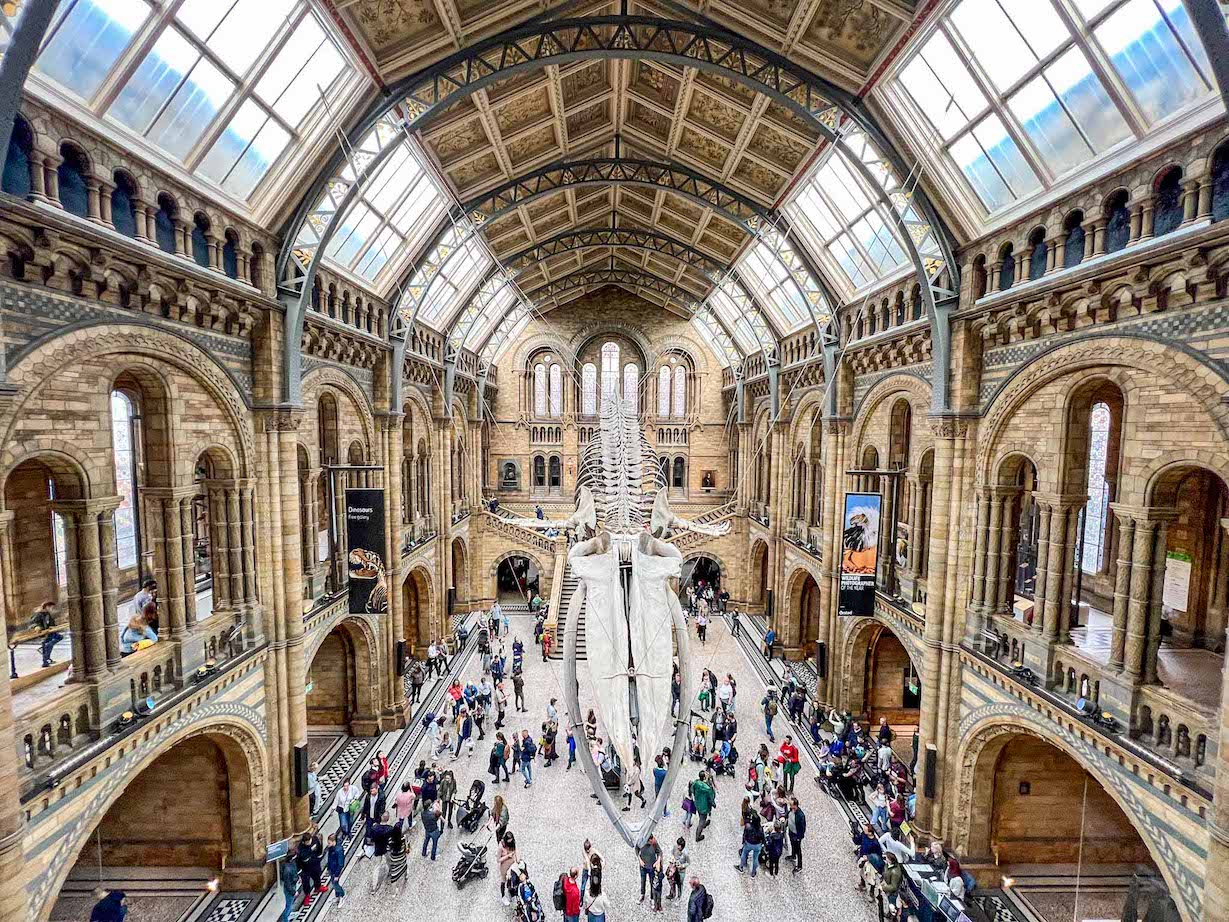 The Wandering Quinn Travel Blog Hintze Hall with Whale in the Natural History Museum, London with kids, London with kids itinerary,