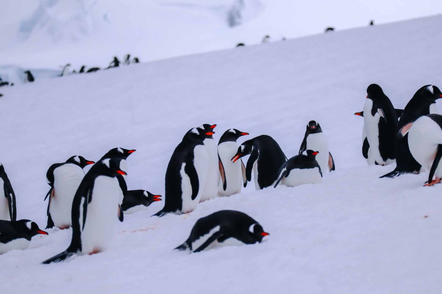 gentoo penguins on snow in Antarctica, Can you visit Antarctica, 