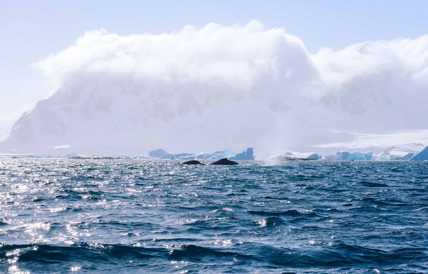 Humpback Whale Tail in Antarctica, Can you visit Antarctica, 
