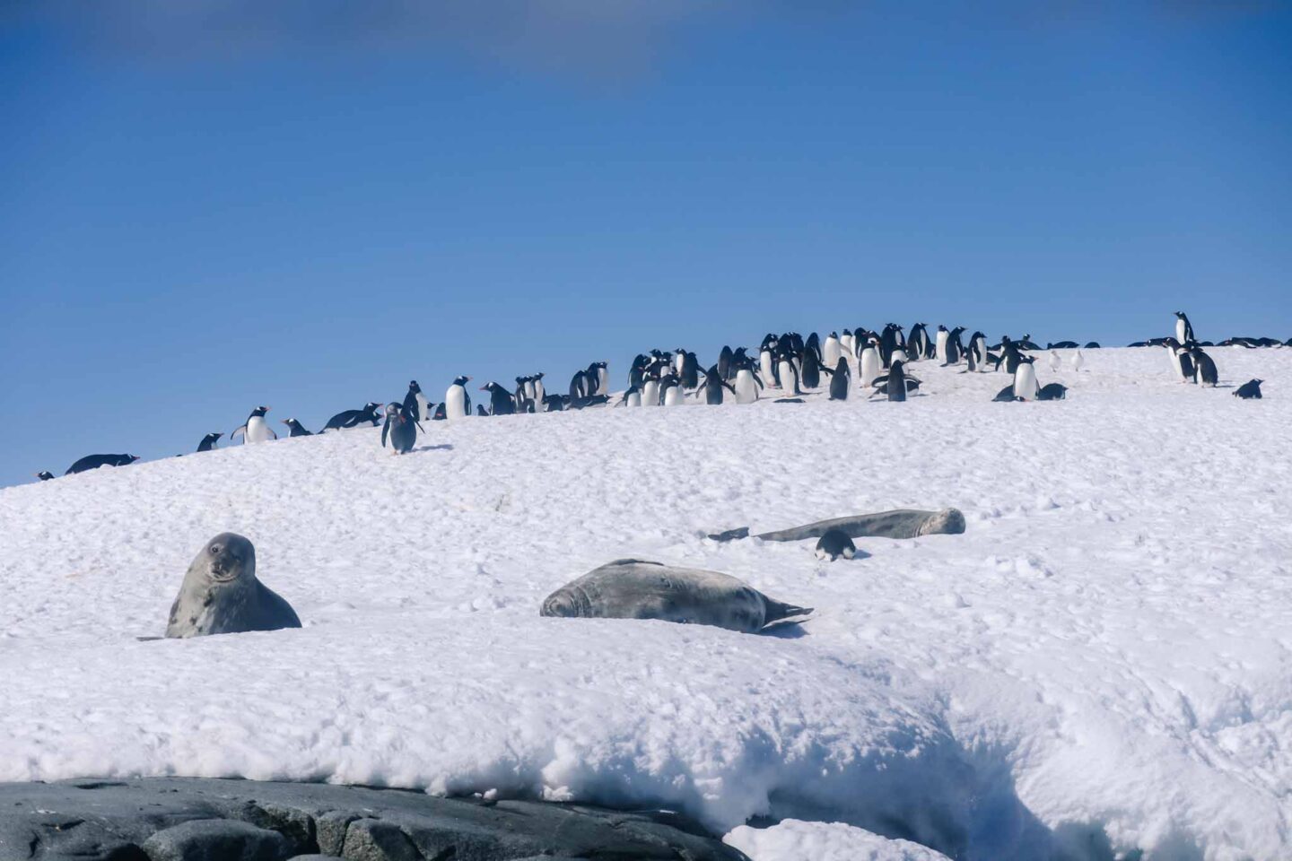 penguins and seals on snow in Antarctica, Can you visit Antarctica, Why do people visit Antarctica, 