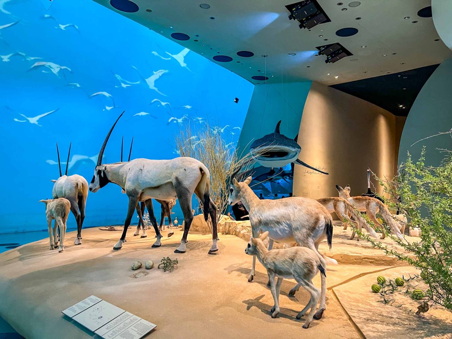 animal exhibition inside National Museum of Qatar, Doha itinerary, Qatar itinerary, 