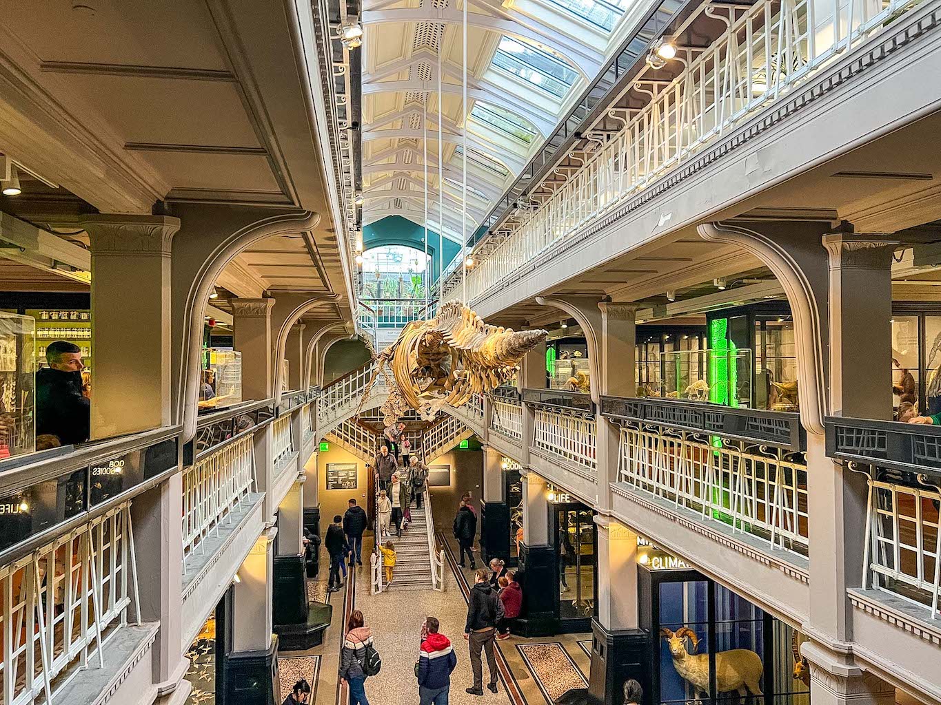 inside Manchester Museum with Whale skeleton, one day in Manchester