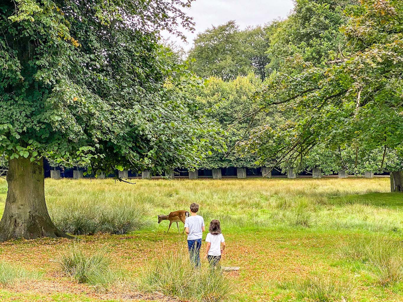 Children and Deer at Dunham Massey, Family Days Out in Manchester, Manchester with kids, 