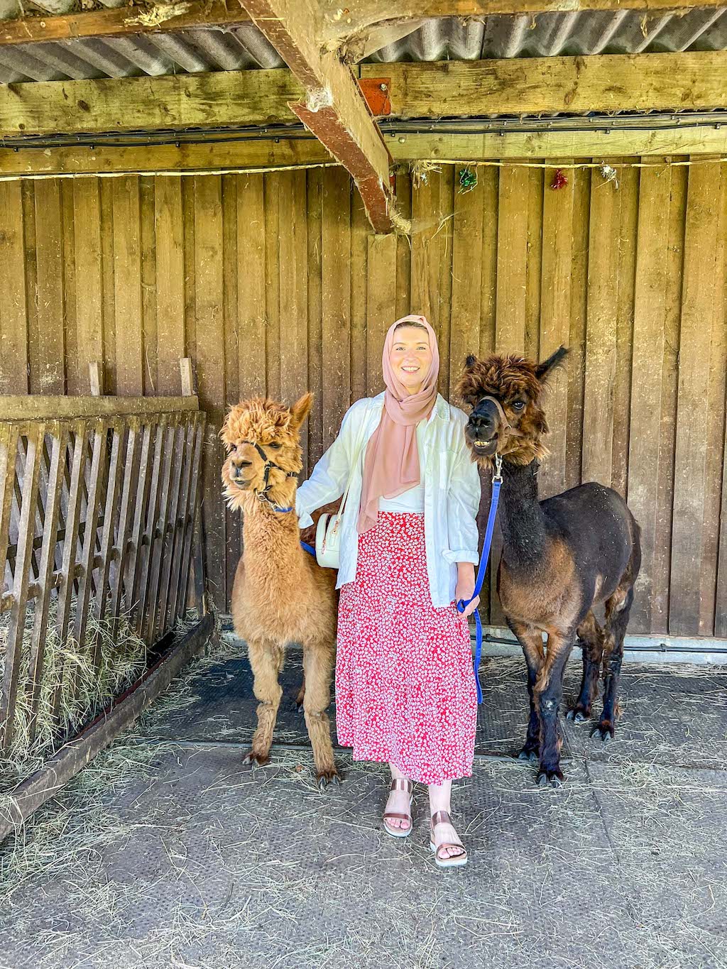 Ellie with Alpacas at White Peak Alpaca Farm, Family Days Out in Manchester, Manchester with kids, 