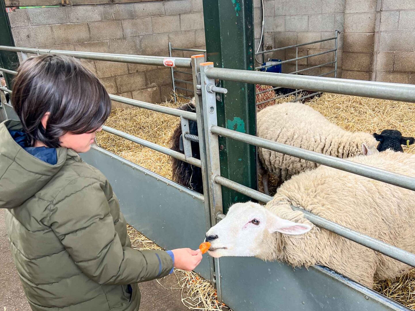 The Wandering Quinn Travel Blog feeding sheep at Reddish Vale Farm, family days out in manchester,