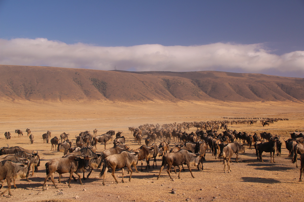 Wildbeast migration in national parks of Tanzania, place to spend good holidays in july, Trips to African safari